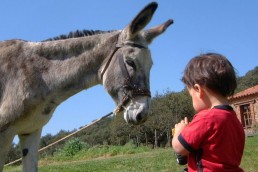 Family hotels in Spain