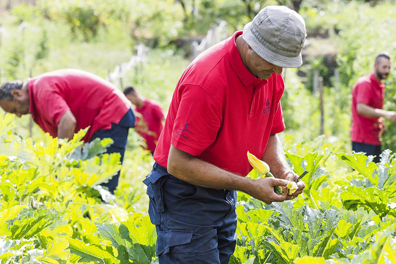 i-escape blog/ Where and when to enjoy Italy’s harvest festivals / picking vegetables at Monaci delle terre nere