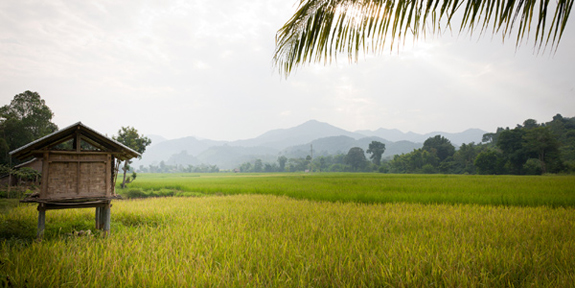 Paddy fields