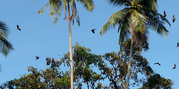 Wilpattu, Sri Lanka