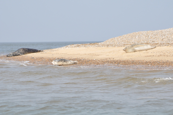 i-escape: Norfolk seal-watching boat trip