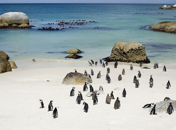 i-escape blog / Boulders Beach