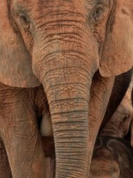 Family-friendly South African safaris