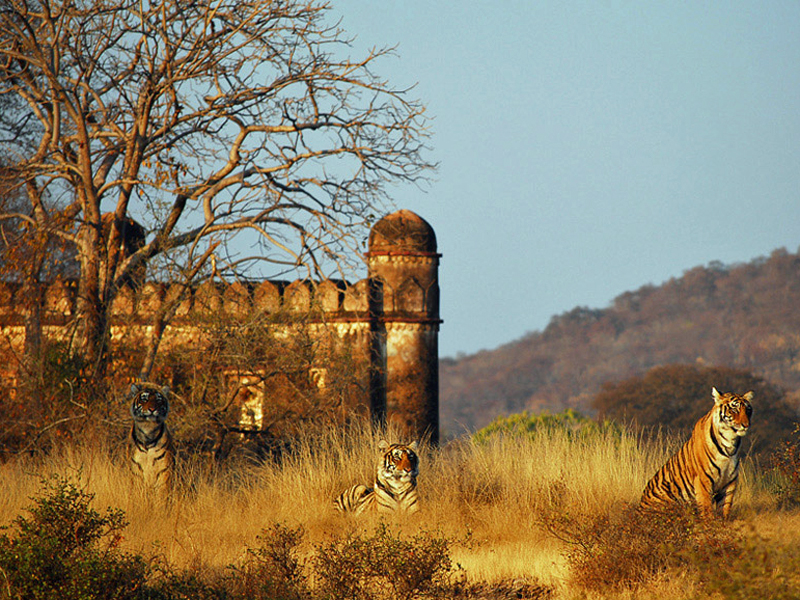 i-escape blog / Tailor-made Tours Northern India / Ranthambhore National Park