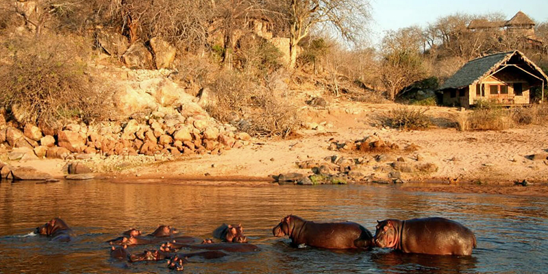 i-escape blog / Tailor-made Tours Southern Tanzania / Hippo