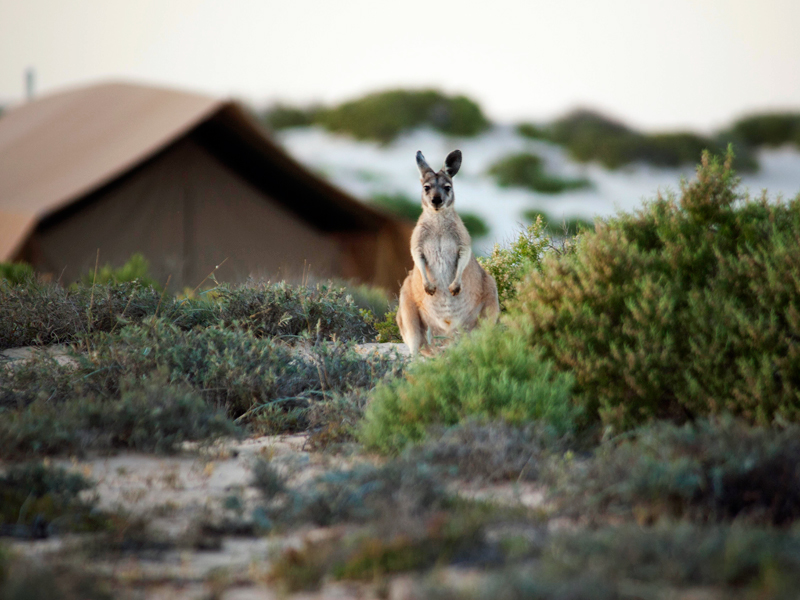 i-escape blog / Best Family Beach Holidays / Sal Salis Ningaloo Reef