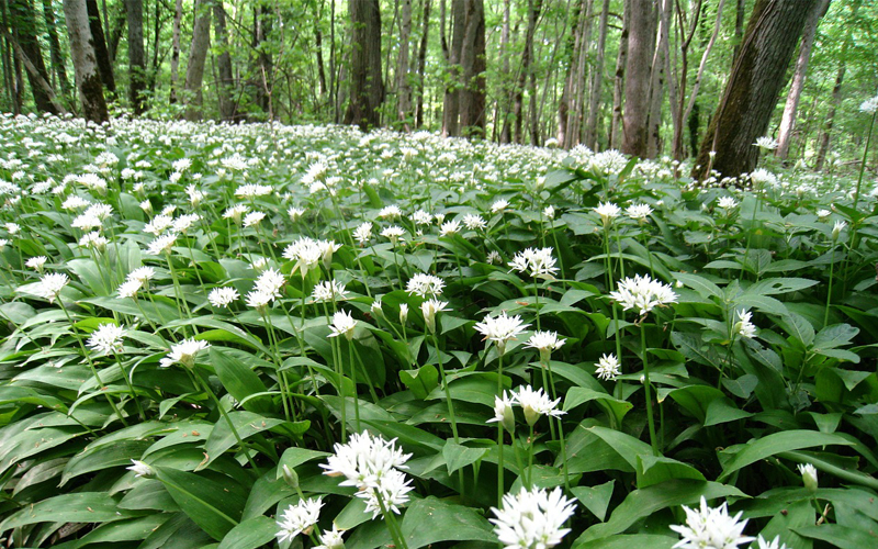 the i-escape blog / 5 of our favourite springtime getaways / wild garlic