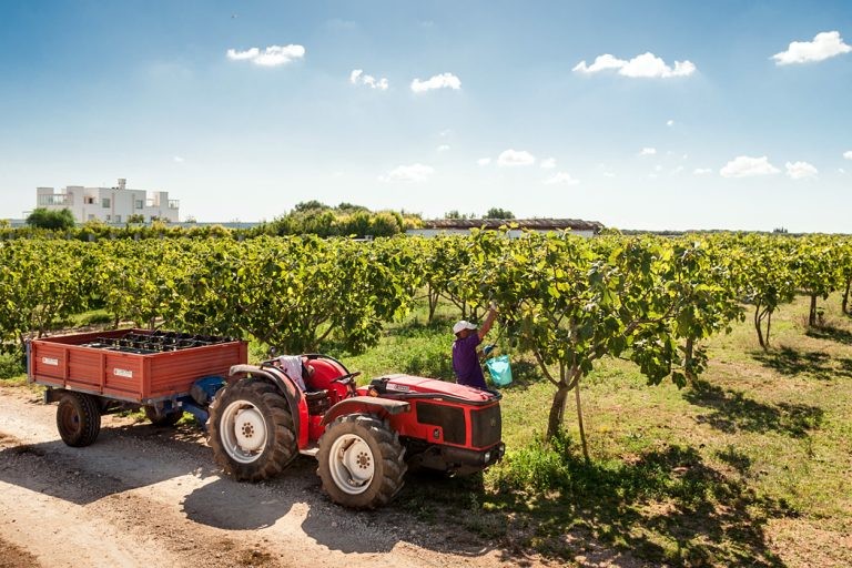 i-escape blog/ Where and when to enjoy Italy’s harvest festivals