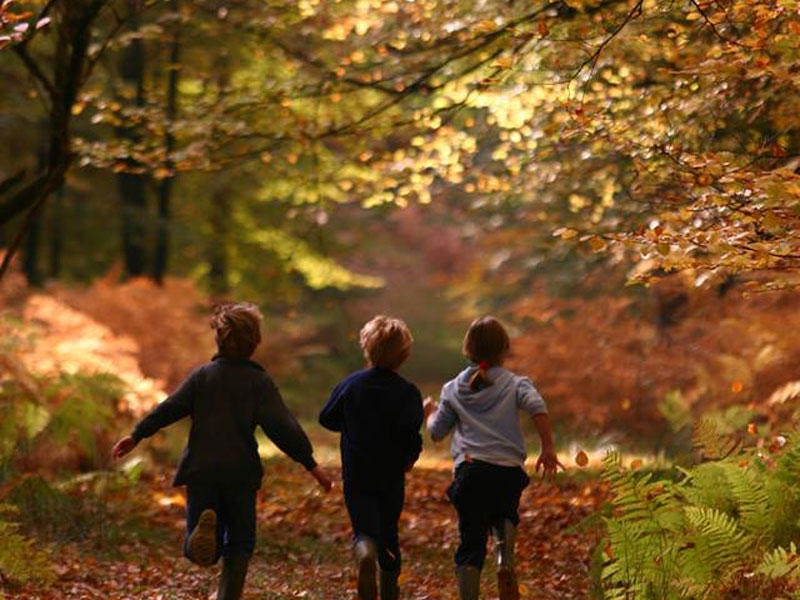 The i-escape blog / The 6 best places to see Britain’s autumn colours / The New Forest