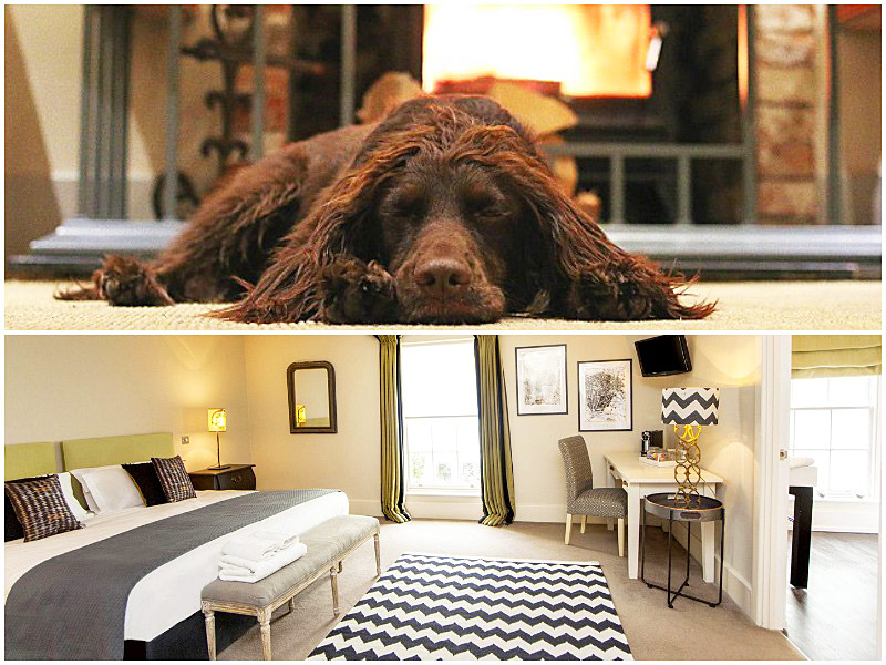 The i-escape blog / 12 pet-friendly UK hotels loved by dogs / The Grosvenor Arms