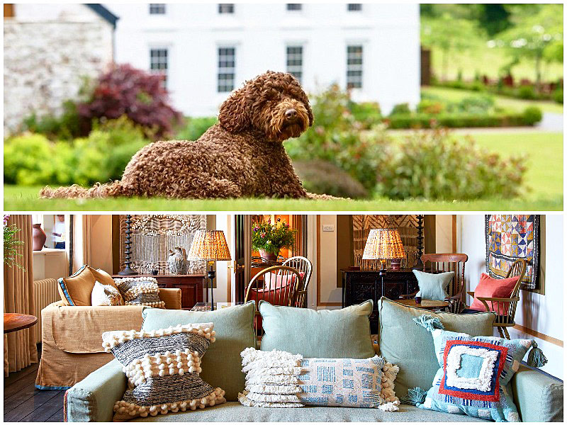 The i-escape blog / 12 pet-friendly UK hotels loved by dogs / Grove of Narbeth