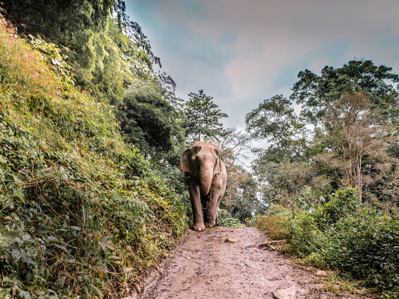 The i-escape blog / Thailand: a winter travel guide / Elephant in Chiang Mai, Thailand