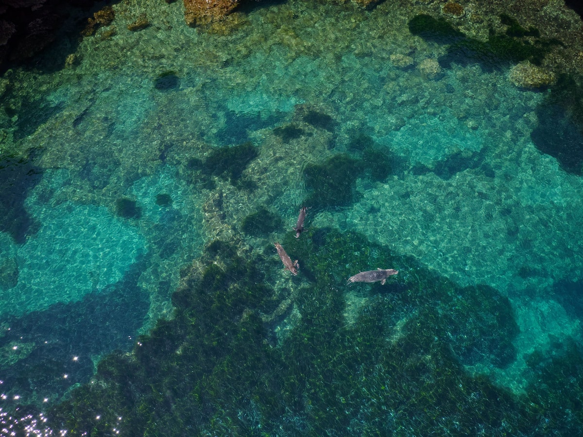 mediterranean monk seals