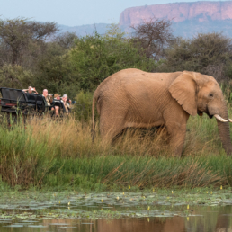 the i-escape blog / The 2024 Hotlist: Your top places to visit / Marataba Safari Lodge