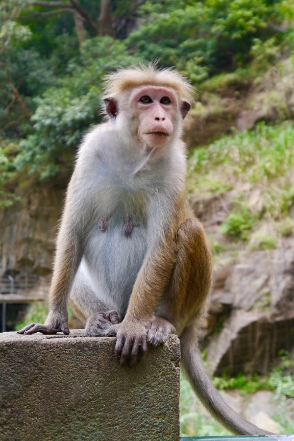 the i-escape blog / A honeymoon tour of Sri Lanka and the Maldives / Monkey in Ella