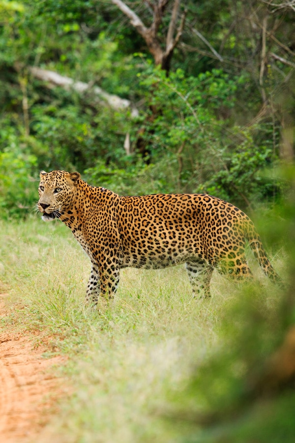 the i-escape blog / A honeymoon tour of Sri Lanka and the Maldives / Kulu Safari