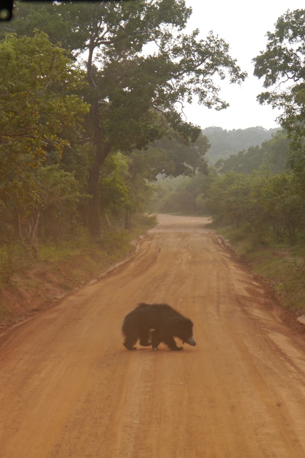 the i-escape blog / A honeymoon tour of Sri Lanka and the Maldives / Kulu Safari