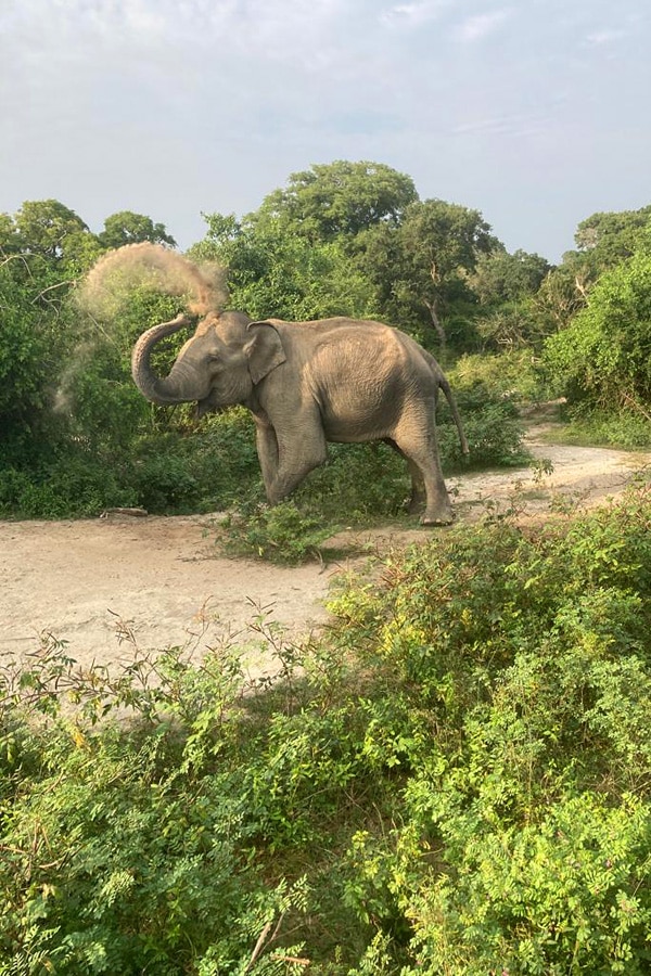 the i-escape blog / A honeymoon tour of Sri Lanka and the Maldives / Kulu Safari