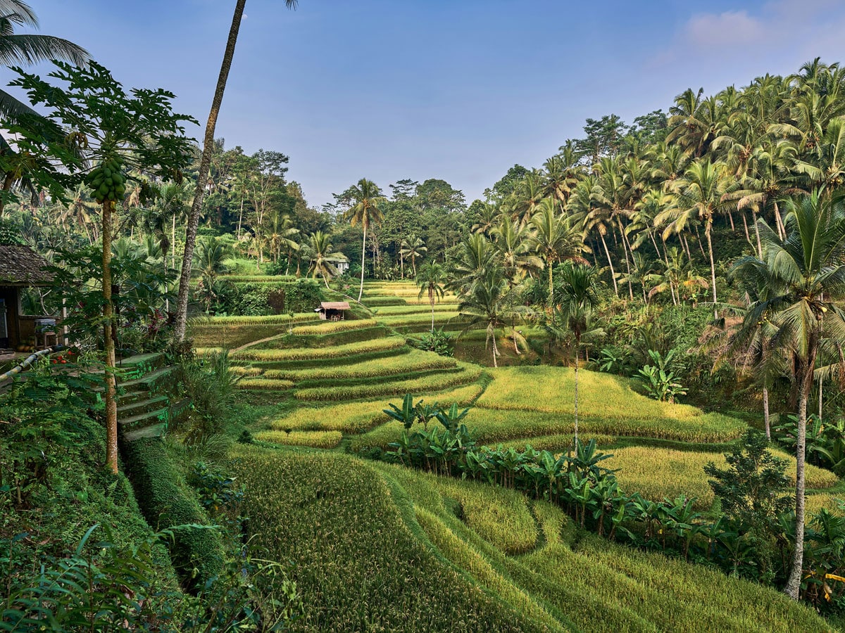 Bali rice fields