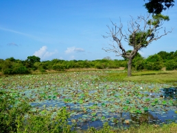 lily pond in sri lanka