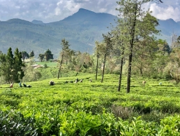 Tea fields in sri lanka