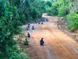 monkeys in sri lanka