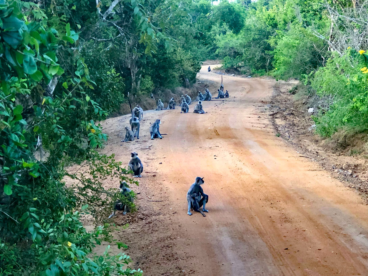 monkeys in sri lanka