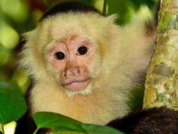 Tailormade Tours – Costa Rica: Coffee, Nature & Wildlife