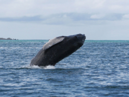 Tailormade Tours – Costa Rica: Coffee, Nature & Wildlife