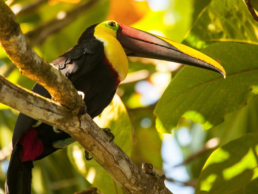Tailormade Tours – Costa Rica: Coffee, Nature & Wildlife